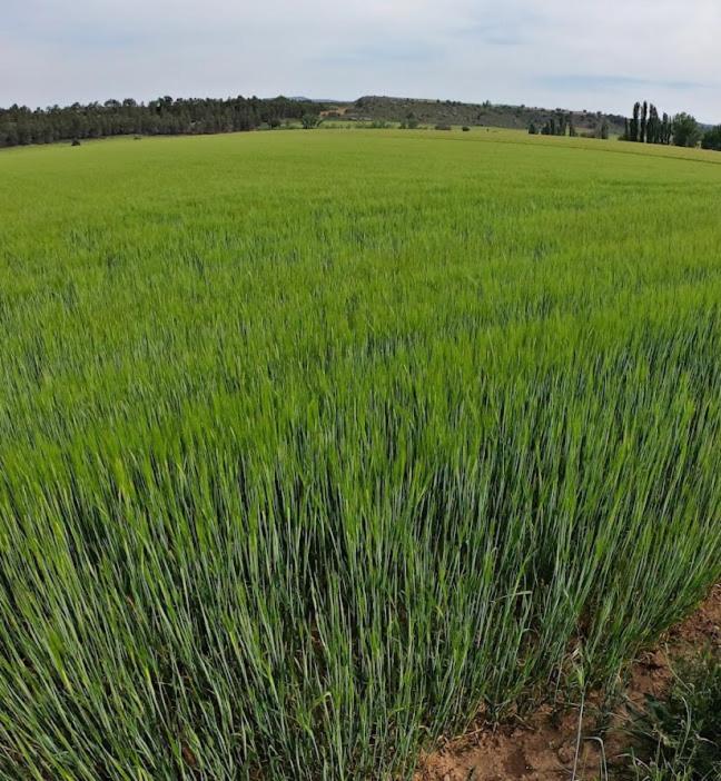 Casa Rural Guadiela II San Pedro Palmiches Zewnętrze zdjęcie